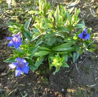 ʡץƥեvar.饴ǥʡƥ٥顡ԥͥ