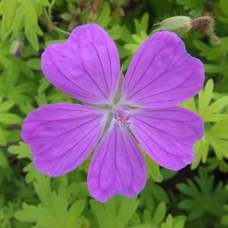 宿根草 ゲラニウム 夢サンシャイン 大森ガーデン