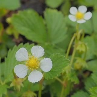 フラガリア ベスカ アルパインイエロー ワイルドストロベリー Fragaria Vesca Alpine Yellow 大森ガーデン