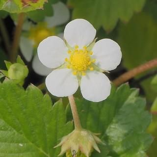 フラガリア ベスカ アレクサンドリア ワイルドストロベリー Fragaria Vesca Alexandria 大森ガーデン