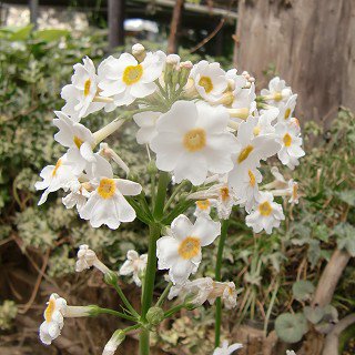 プリムラ ジャポニカ 'アルバ'（クリンソウ白花）