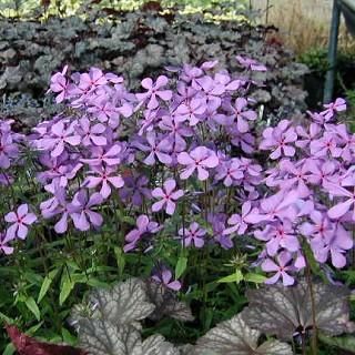 宿根草］フロックス ディバリカータ 'プラムパーフェクト'｜大森ガーデン