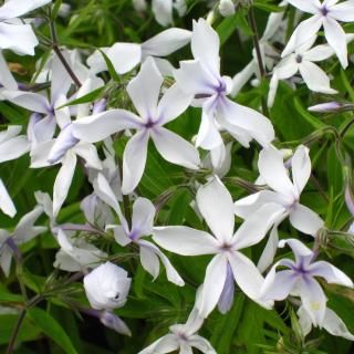 宿根草 】フロックス｜大森ガーデン