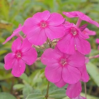 宿根草 】フロックス｜大森ガーデン