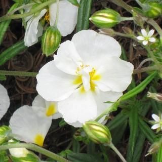 宿根草］ヘリアンセマム 'セントメリーズ'｜大森ガーデン