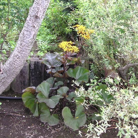 リグラリア ブリットマリークロフォード 種子 9月４日採取 クロウフォード 85b-2r.jpg