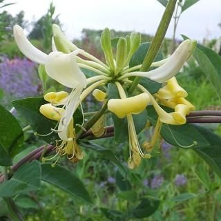 斑入り ハニーサックル ミントクリスプ 幼苗 挿し木苗 抜き苗 宿根草