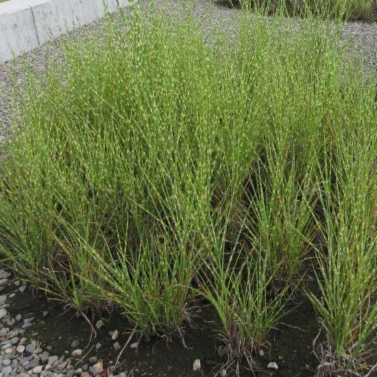 グラス］ミスカンサス シネンシス 'リトルゼブラ'（ヒメヤバネススキ