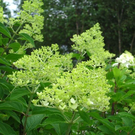 樹木］ハイドランジア パニキュラータ 'グランディフーラ'（ノリウツギ