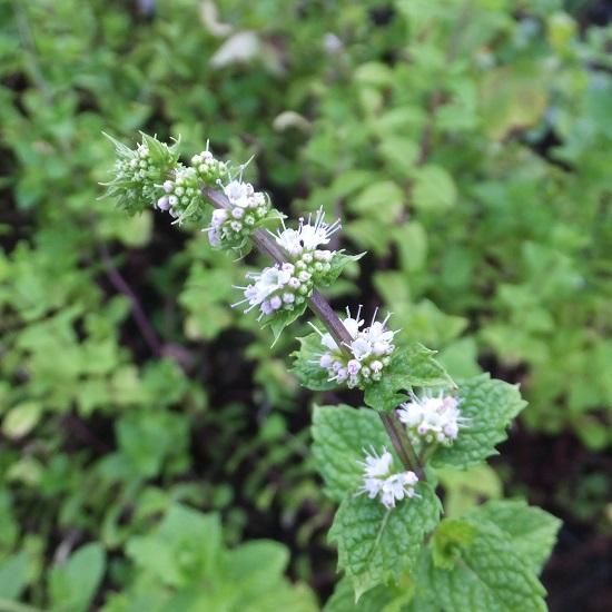 宿根草］ ミント ケンタッキー カーネルミント｜大森ガーデン
