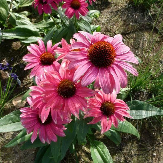 エキナセア（パラディソ）幼苗/八重性ローズ/宿根草/約80cm（ポットの