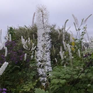 草花 宿根草］キミキフーガ ラセモサ （アクテア ラセモサ）｜大森ガーデン