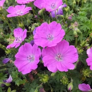 宿根草］ゲラニウム サンギネウム 'マックスフライ'｜大森ガーデン