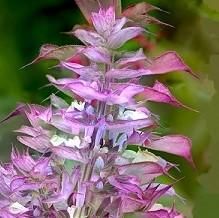 宿根草］サルビア スクラレア'バチカン ピンク'（クラリーセージ