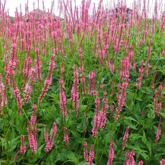 宿根草］ペルシカリア アンプレクシカウリス'エレガンスピンク'｜大森