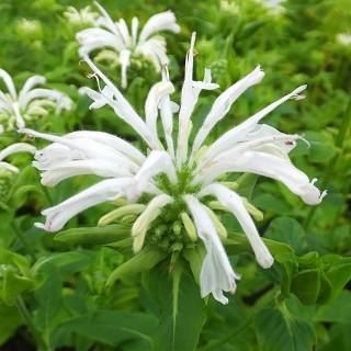 宿根草］ホスタ 'クリスマスページェント｜大森ガーデン