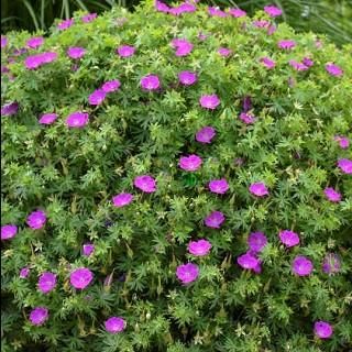 宿根草］ゲラニウム サンギネウム 'ニューハンプシャー'｜大森ガーデン