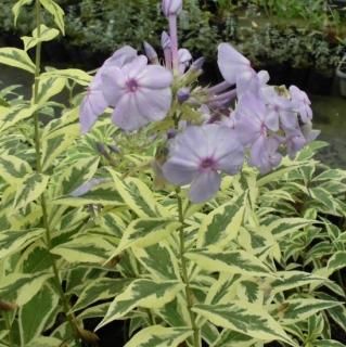 モカです。　購入件連絡用　フロックス、その他 モカです。 購入件連絡用 フロックス、その他 楽天市場