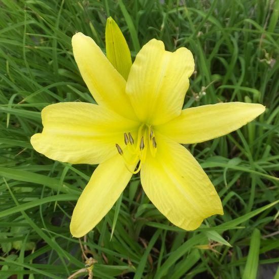 ヘメロカリス(５種類) ヘメロカリス 5種類 ヘメロカリス 6種類 ヘメロカリス｜園芸植物小