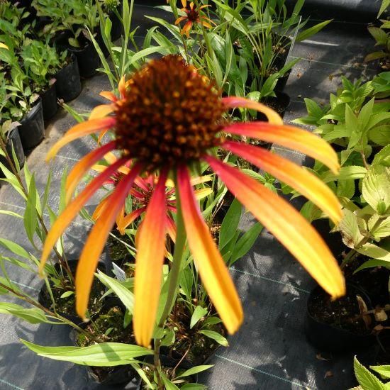 エキナセア（パラディソ）幼苗/八重性ローズ/宿根草/約80cm（ポットの