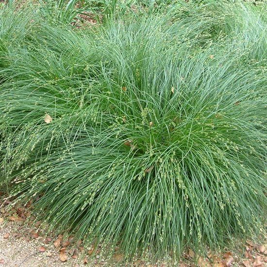 宿根草］カレックス ディバルサ｜大森ガーデン