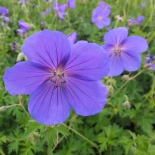 宿根草］ゲラニウム 'サマースカイ'｜大森ガーデン