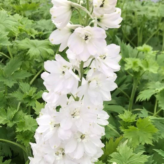 デルフィニウム 宿根草］デルフィニウム'マジックファウンテン ホワイト'｜大森ガーデン