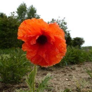 ꥨ󥿥ݥԡƥᥤ