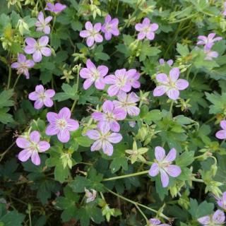 花苗 ゲラニウム [フウロ草] サマースカイ 宿根草 - メルカリ
