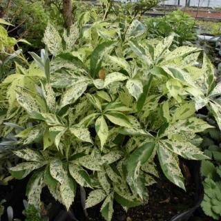 宿根草 】ツタ｜大森ガーデン