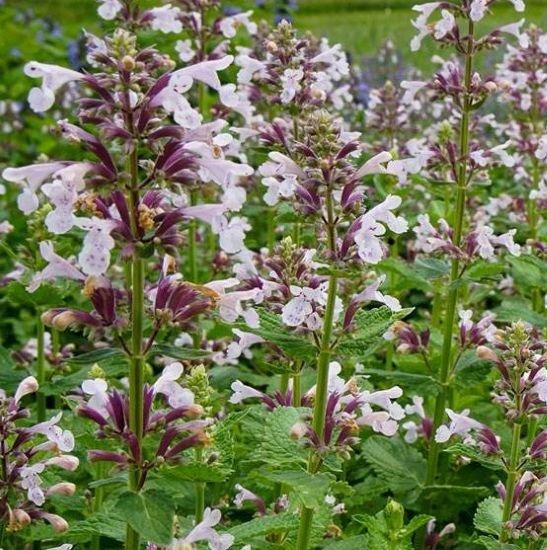 宿根草]ネペタ'ピンクキャンディ'｜大森ガーデン