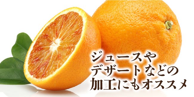ブラッドオレンジ写真