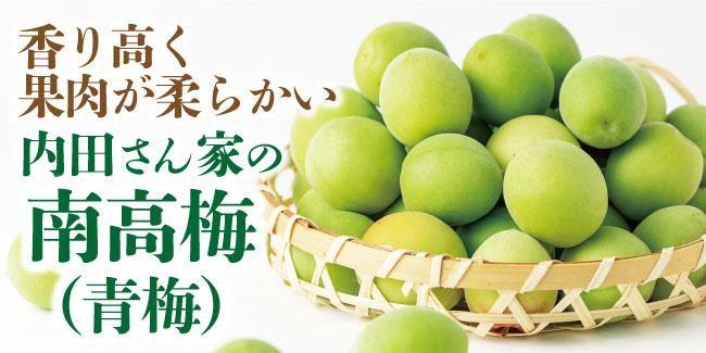 梅作りを始めて50年以上！内田さん家の南高梅（青梅）朝採り！農家直送
