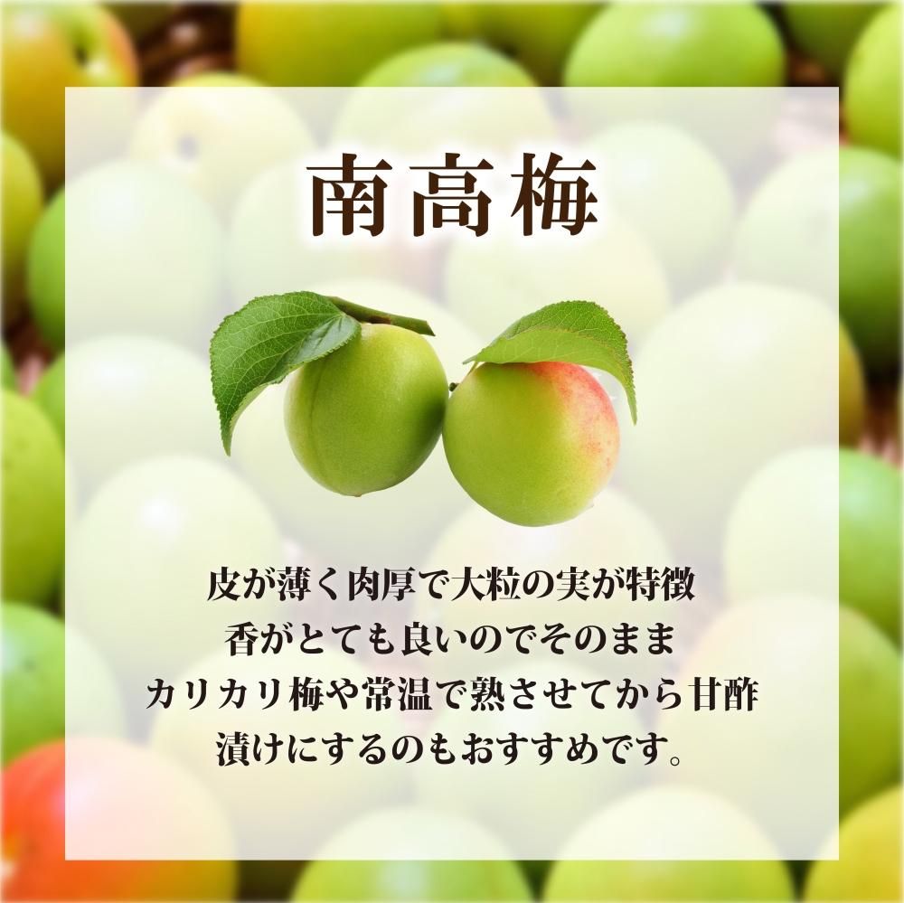 梅作りを始めて50年以上！内田さん家の南高梅（青梅）朝採り！農家直送