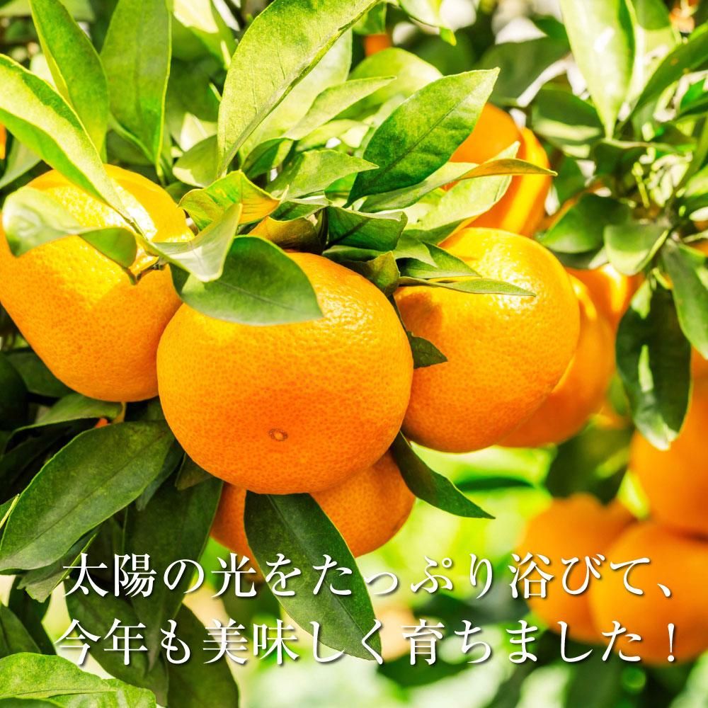 熊本みかん約2kg【初回限定2箱以上送料無料】濃厚な甘さとコク絶妙な