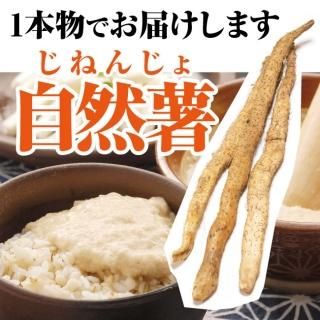 ̵12ܺ缡в١  (ͤ󤸤) 1.2kg