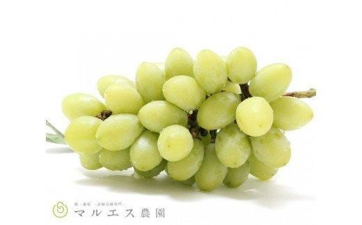 【先行予約】希少種:ジュエルマスカット 房+粒 1.5kg