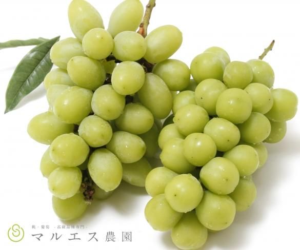 【先行予約】希少種:ジュエルマスカット 房+粒 1.5kg
