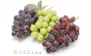 旬の葡萄3色セット　1.5kg以上								