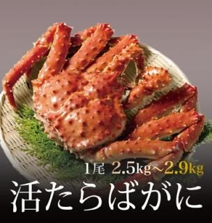 新鮮 タラバガニ 727：超特大8Lボイルたらばがに（総重量約1.4kg）