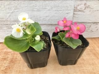 エディブルフラワーの苗 ミー Me Babygreens Edible Flowers エディブルフラワーの苗 ミー Me Babygreens Edible Flowers