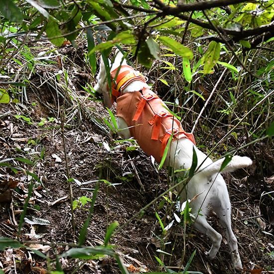 Spectra Vest Hunter Orange 猟犬用耐切創ドッグベスト Spectra Vest Hunter Orange 猟犬用耐切創ドッグベスト