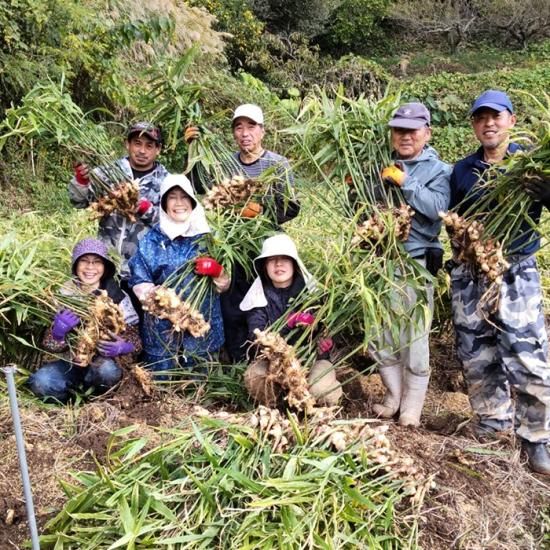 産地直送)有機JAS認定 オーガニック生姜(高知県土佐山産 囲い 産地直送)有機JAS認定 オーガニック生姜(高知県土佐山産 囲い