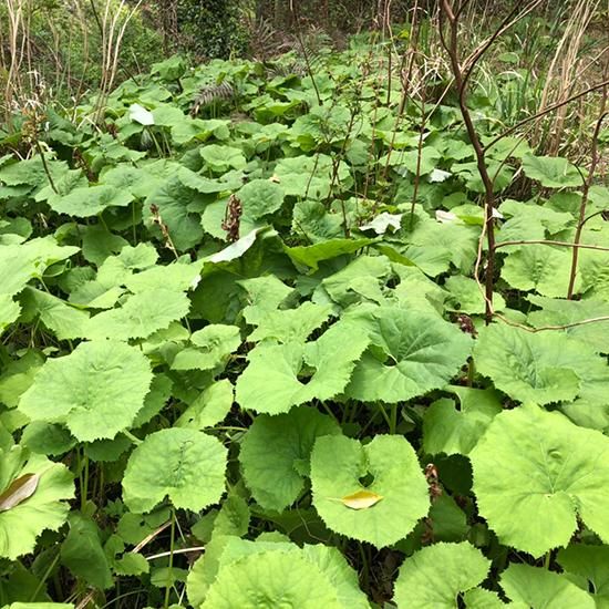 季節限定 産地直送 日本産 天然 山菜水ふき 高知県土佐山産 を通販で販売 春の味覚を感じる水フキをお楽しみ下さい 季節限定 産地直送 日本産 天然 山菜水ふき 高知県土佐山産 を通販で販売 春の味覚を感じる水フキをお楽しみ下さい