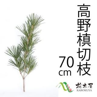 高野槙切枝を生産者から全国にお届けします。 - 高野槇と季節の 高野槙切枝を生産者から全国にお届けします。 - 高野槇と季節の