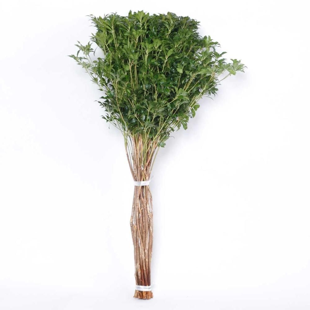 アセビ 馬酔木 切花 生花 | 80cm 10本グリーン - 高野槇と季節の枝もの