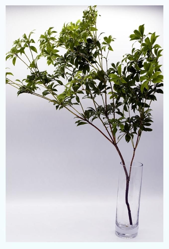 アセビ 馬酔木 切花 生花 | 80cm 10本グリーン - 高野槇と季節の枝もの