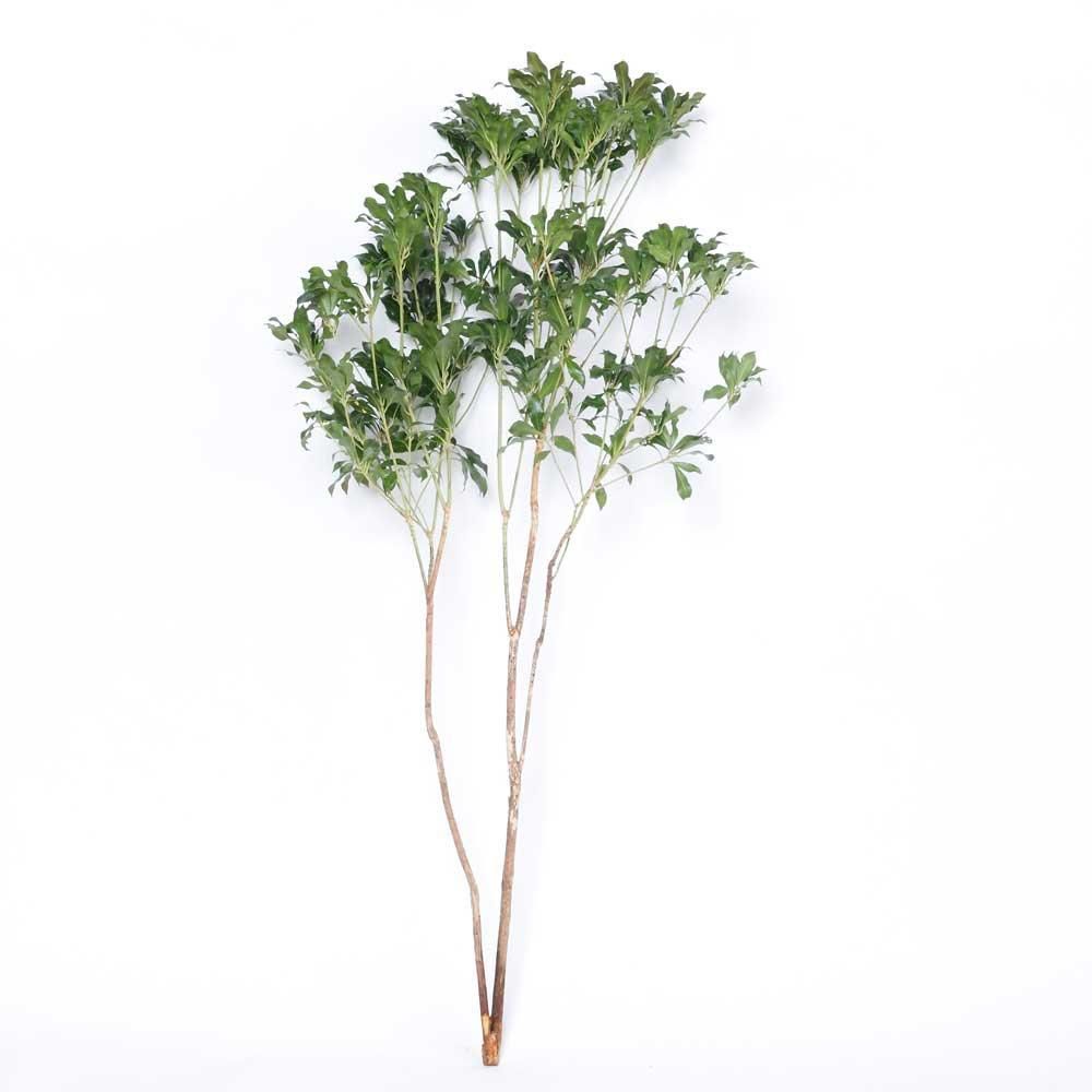 山採り　アセビ　馬酔木　約170センチ 枝もの | アセビ 馬酔木 切花 生花 80cm 1本 グリーン - 高野槇
