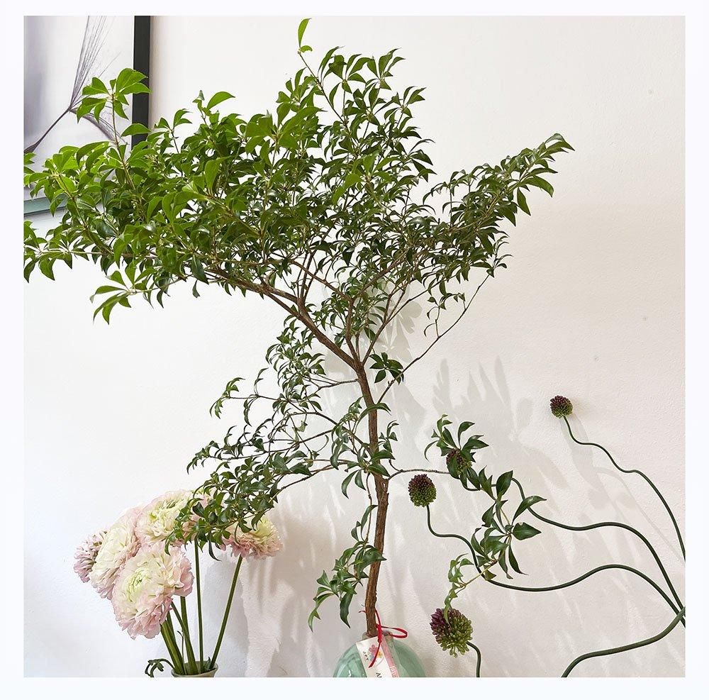 枝もの | アセビ 馬酔木 切花 生花 80cm 1本 グリーン - 高野槇