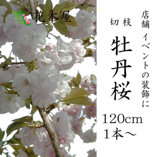 [季節の桜][2019年3月15日頃よりの発送] 牡丹 桜 花材 ピンク 店舗 装飾 高さ約1.15m 1本から注文可能